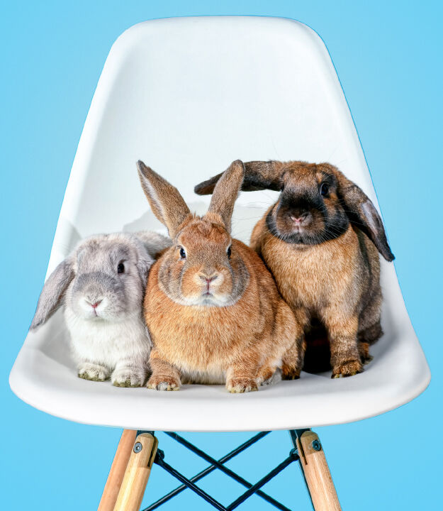 Snickers, Hershey, Kit Kat